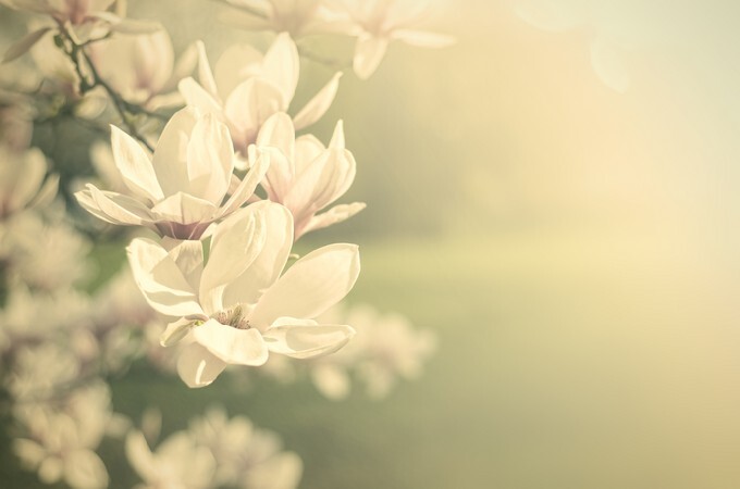 Vintage flowers toned